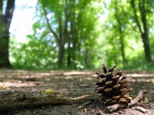 Découvrez l'Outdoor Business Coaching interindividuel, une méthode innovante, avec une journée JADE et D'un pas Décidez
