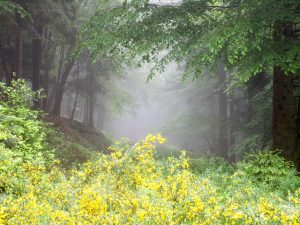 Découvrez l'Outdoor Business Coaching interindividuel, une méthode innovante, avec une journée JADE et D'un pas Décidez