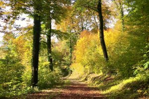 L’Outdoor Business Coaching avec D'un Pas Décidez est l’alliance féconde du business coaching et de la marche à pied au coeur de la nature. C’est une offre de business coaching innovante et originale qui s’appuie sur le plaisir éprouvé à marcher, conjugué avec la pertinence d’une réflexion dans un cadre naturel ouvert.