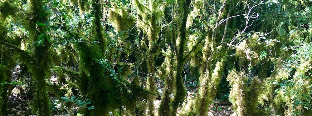 Comment réaliser son bilan de compétences en pleine nature ?