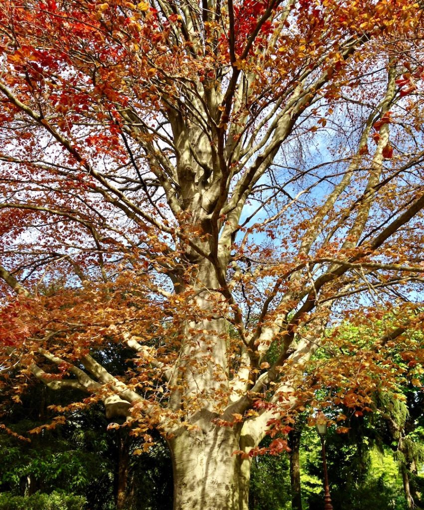 business coaching au pied d'un arbre